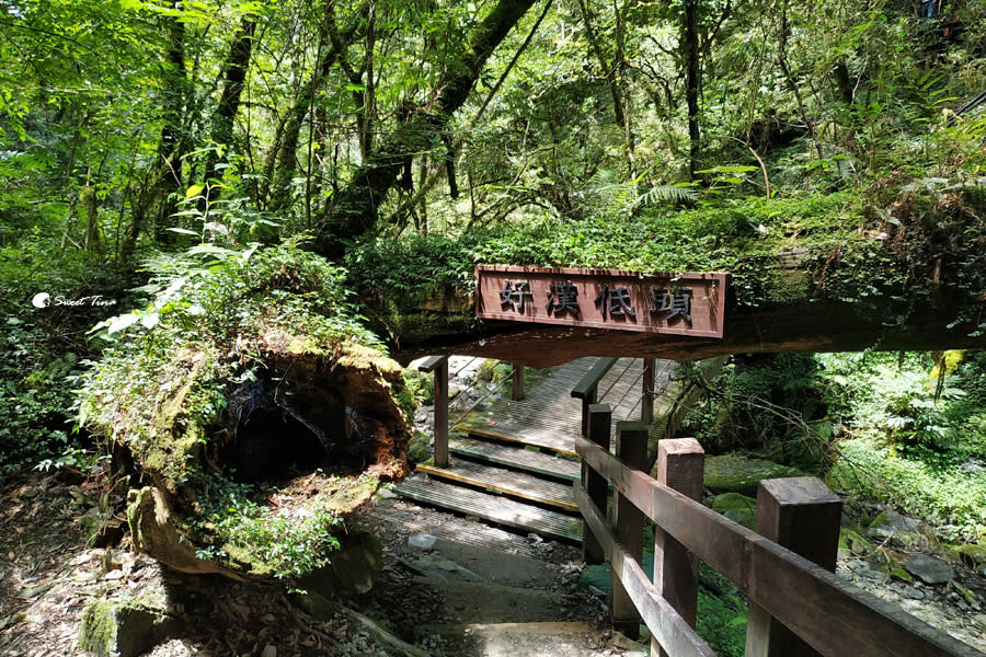 拉拉山巨木群步道