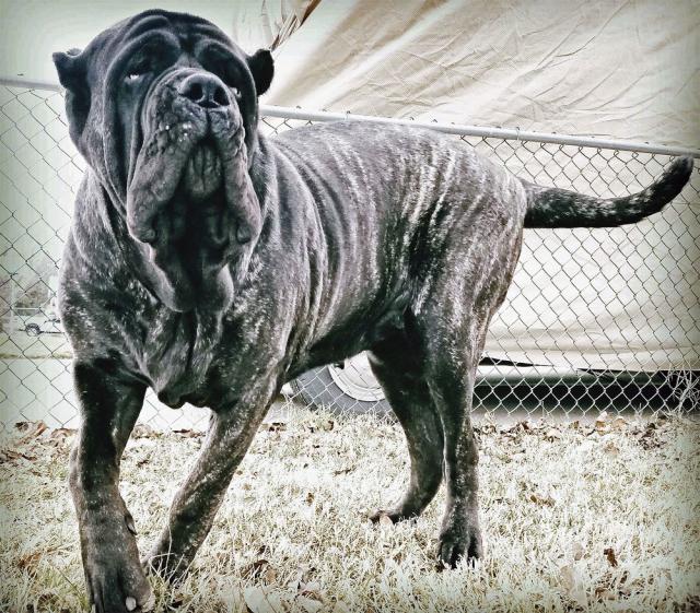 Tall Mesh Elevated Dog Bowl - Extra Large