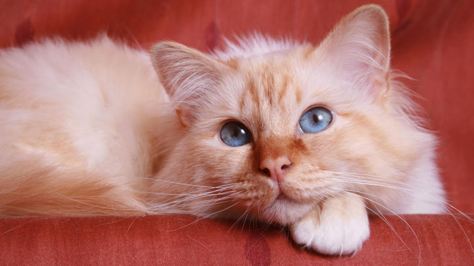 Red Birman cat