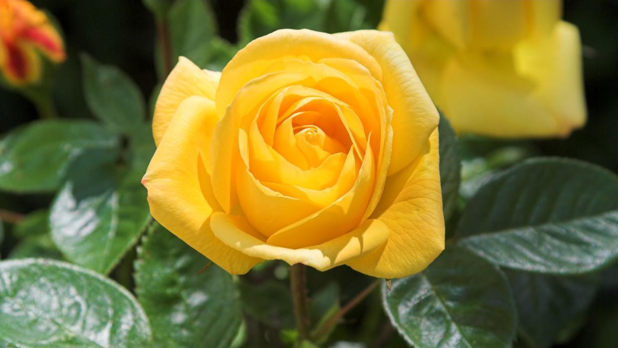 yellow rose flower in bloom on rose plant