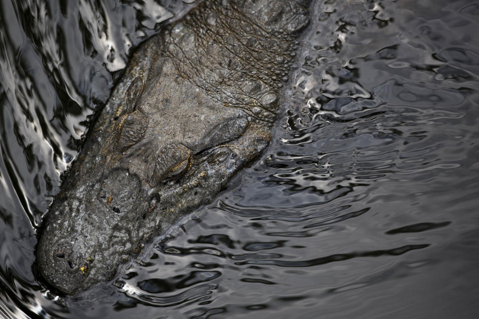 In this Oct. 14, 2013 photo, a broad-snouted caiman swims in a water channel in the affluent Recreio dos Bandeirantes suburb of Rio de Janeiro, Brazil. Some 5,000 to 6,000 broad-snouted caimans live in fetid lagoon systems of western Rio de Janeiro, conservationists say, and there’s a chance that spectators and athletes at the 2016 Olympics could have an encounter with one, though experts hasten to add that the caimans, smaller and less aggressive than alligators or crocodiles, are not considered a threat to humans. (AP Photo/Felipe Dana)