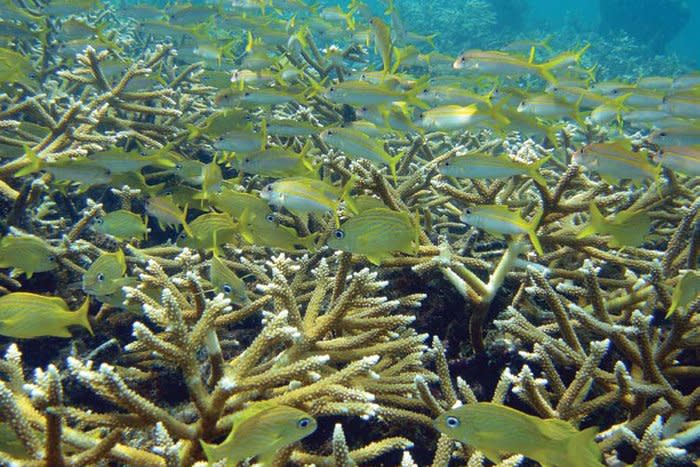 Generally, widespread coral bleaching does not necessarily mean corals (such as staghorn coral in the Atlantic, picutured) will die, but does lead to effects on local economies, livelihoods and food security, especially for indigenous populations, according to scientists. File Photo by Caroline Rogers/U.S. Geological Survey