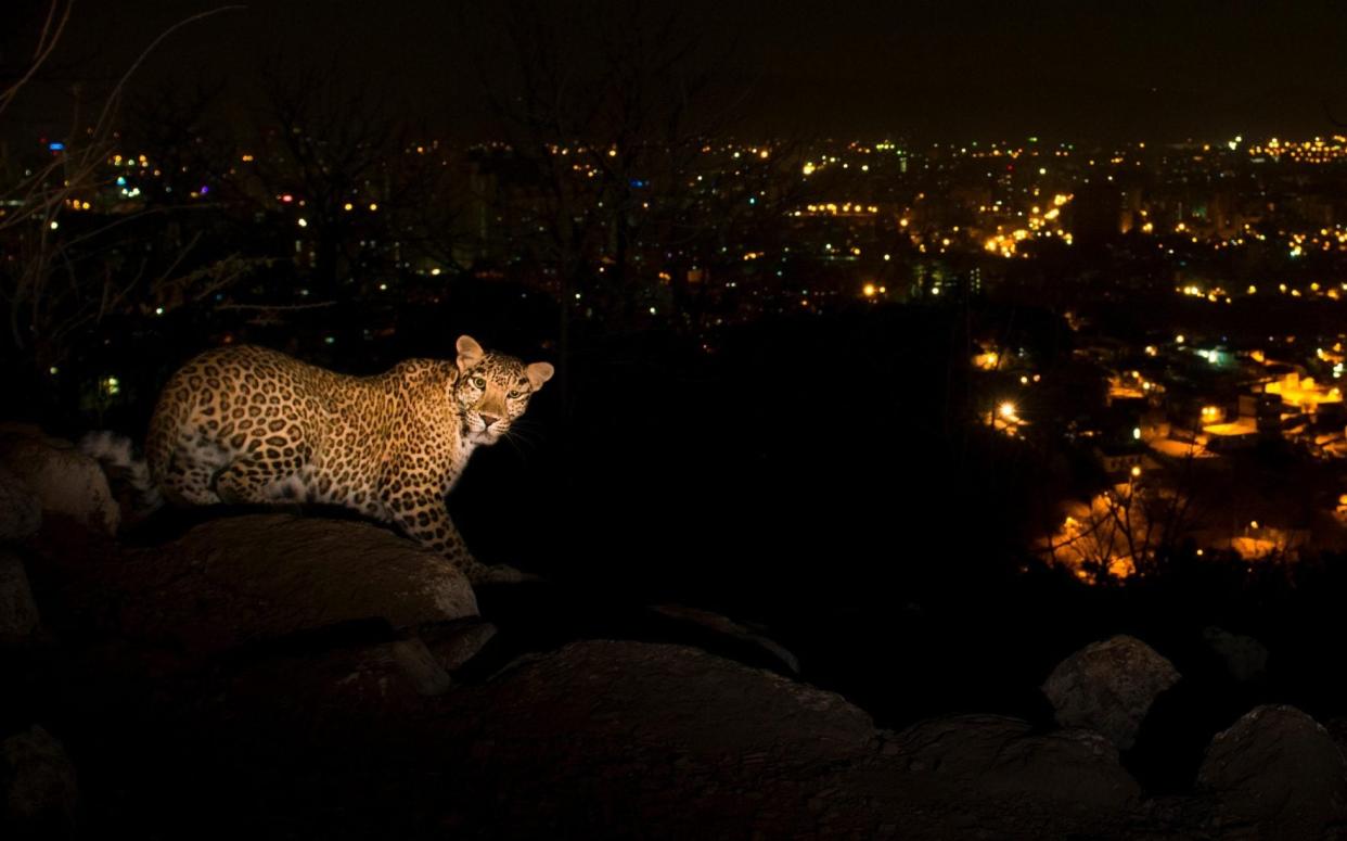 Leopard at night near the lights of Mumbai - Nature Picture Library / Alamy 