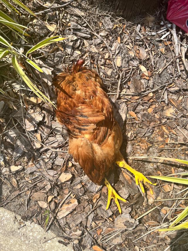 Florida pro-life pregnancy center targeted with decapitated chicken ...