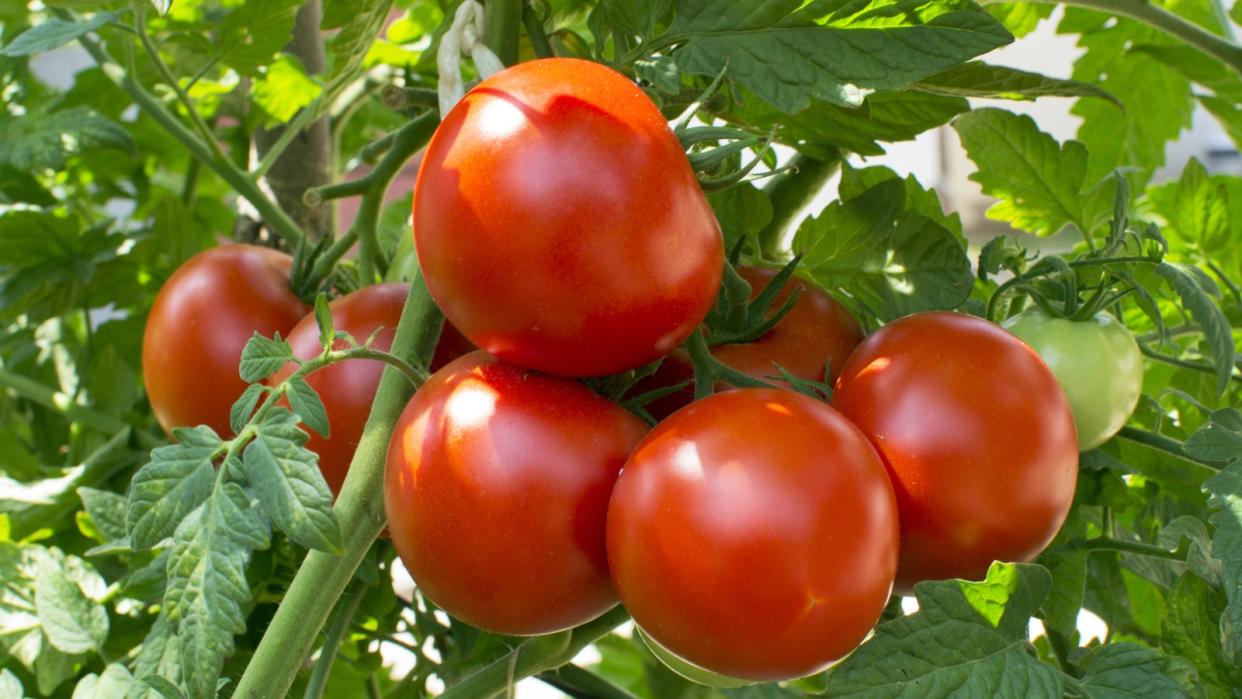  Ripe red tomatoes on a plant 