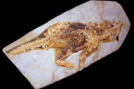 A fossil of Psittacosaurus, a little dinosaur with a parrot-like beak and bristles on its tail that roamed thick forests in China about 120 million years ago is shown in this image released on September 15, 2016. Courtesy Jakob Vinther/University of Bristol and Bob Nicholls/Handout via REUTERS