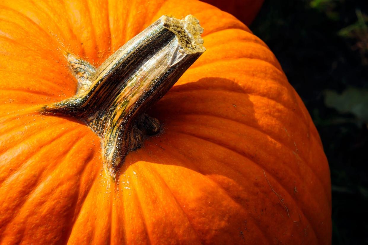 Giant pumpkin