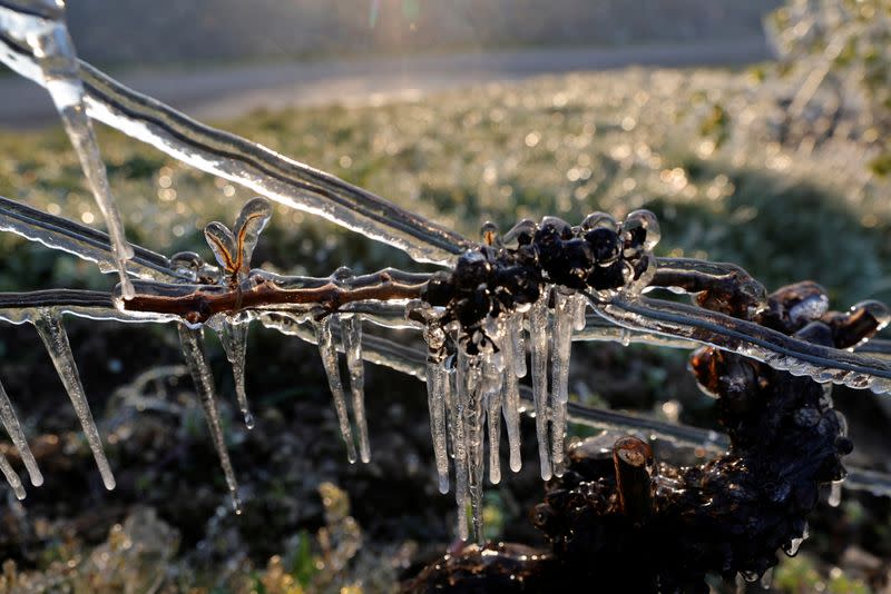 Water is sprayed in the morning to protect vineyards from frost damage outside Chablis