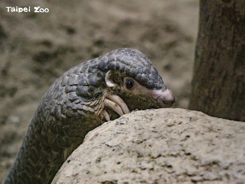 圖片來源 台北市立動物園