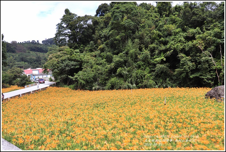 赤柯山金針花-2018-08-62.jpg