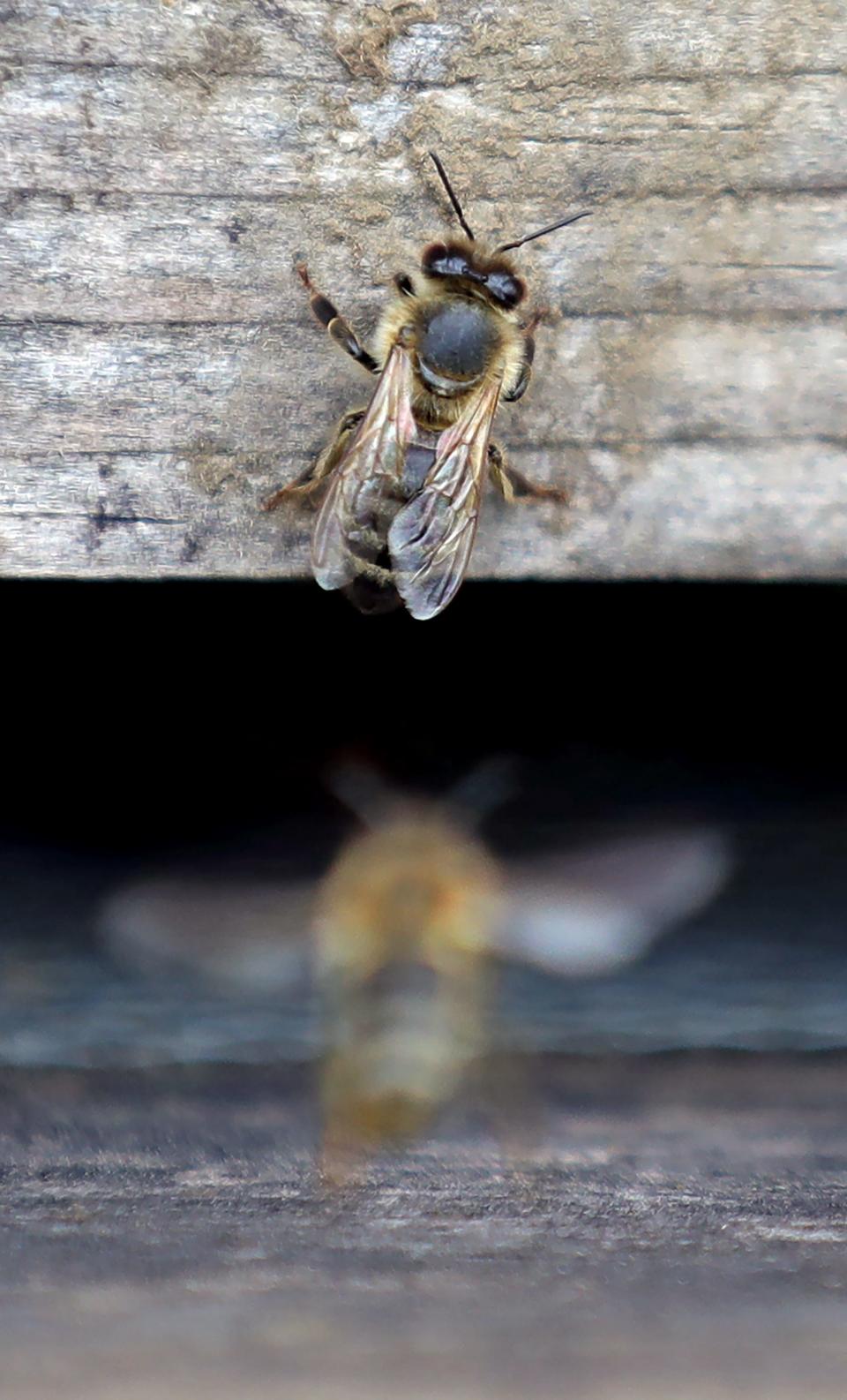 Bees crawl and fly around a nest box at Emily Mueller's home in New Franklin.