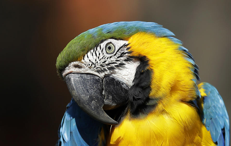 <p>A blue-and-yellow macaw is pictured at the Le Cornelle Animal Park, in Valbrembo, near Milan, Italy, Feb. 17, 2017. (Photo: Antonio Calanni/AP) </p>