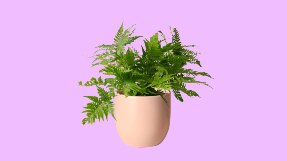 A plant from the Sill makes for a great gift