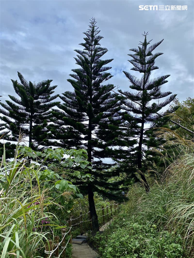 花蓮新興網紅景點「山度空間」在通往觀海平台的小路上設置不少拍照小景點。