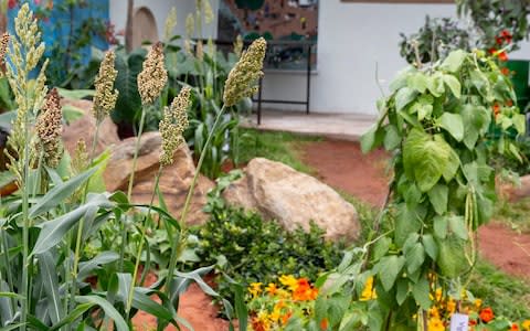 The garden showcases the power of climate resilient agriculture - Credit: Heathcliff O'Malley