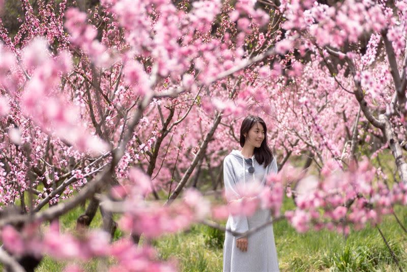 武陵農場櫻花季結束，現在換桃花季登場。（圖／攝影師Yuan提供）