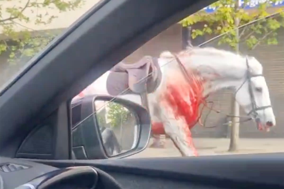 A blood-soaked horse seen in Shadwell, over three miles from Whitehall (@jhopwv/X)