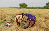 Women collect stubble from a rice field in Gharaunda in Haryana, October 9, 2018. REUTERS/Adnan Abidi/Files