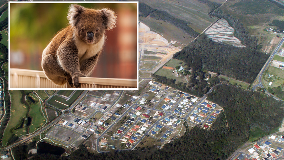 An aerial view of a housing estate. Inset - a koala on a fence.