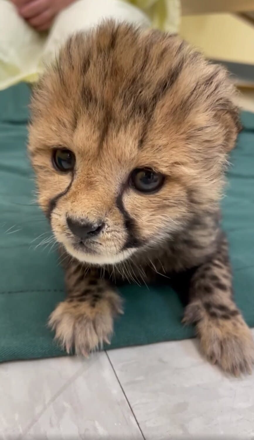 Cincinnati Zoo Shares Video Announcing Birth of Cheetah Cub