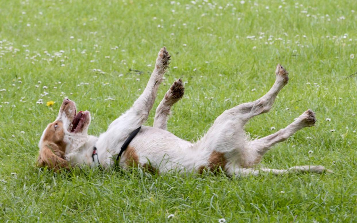 The one-year-old Cocker Spaniel passes out from excitement - Caters News Agency