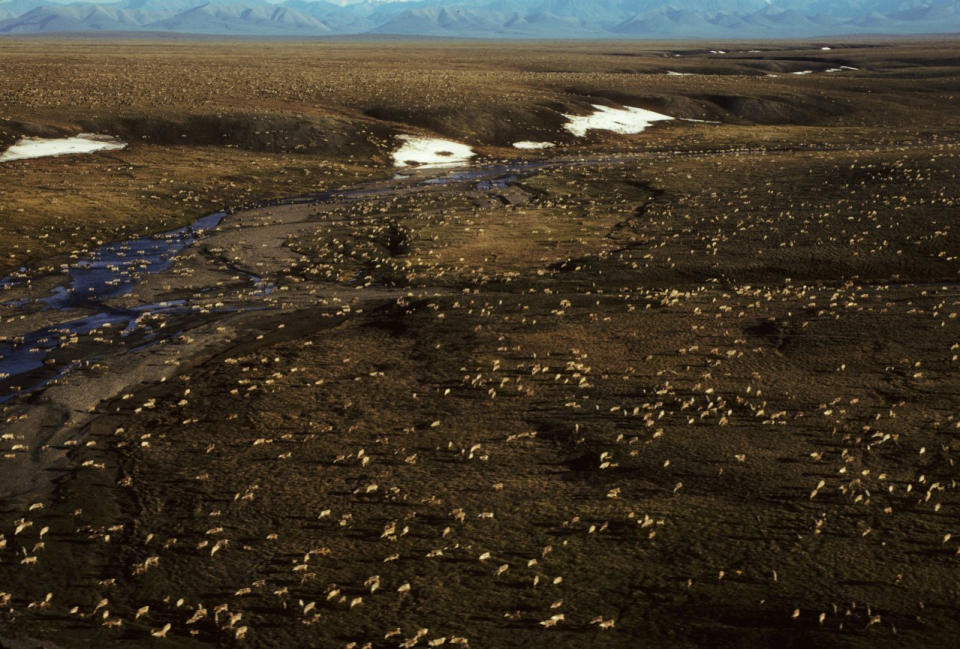 FILE - This undated aerial file photo provided by U.S. Fish and Wildlife Service shows a herd of caribou on the Arctic National Wildlife Refuge in northeast Alaska. Experts say President Joe Biden's pledge to undo his predecessor's anti-regulatory policies on the environment won't be accomplished easily, despite a fast start. After taking office last week, Biden returned the U.S. to the Paris climate accords, revoked the Keystone oil pipeline’s federal permit and halted oil and gas leasing in the Arctic National Wildlife Refuge. (U.S. Fish and Wildlife Service via AP, File)