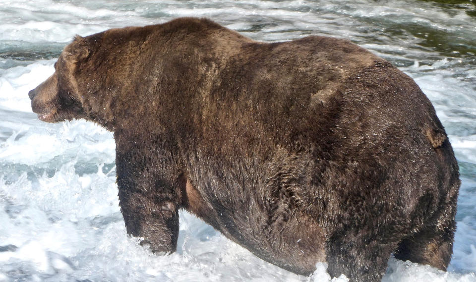 Brown bear 747 stands in a river hunting for salmon to fatten up before hibernation at Katmai National Park and Preserve in Alaska, U.S. September 20, 2020. Courtesy of U.S. National Park Service/ Handout via REUTERS. ATTENTION EDITORS - THIS IMAGE HAS BEEN SUPPLIED BY A THIRD PARTY.