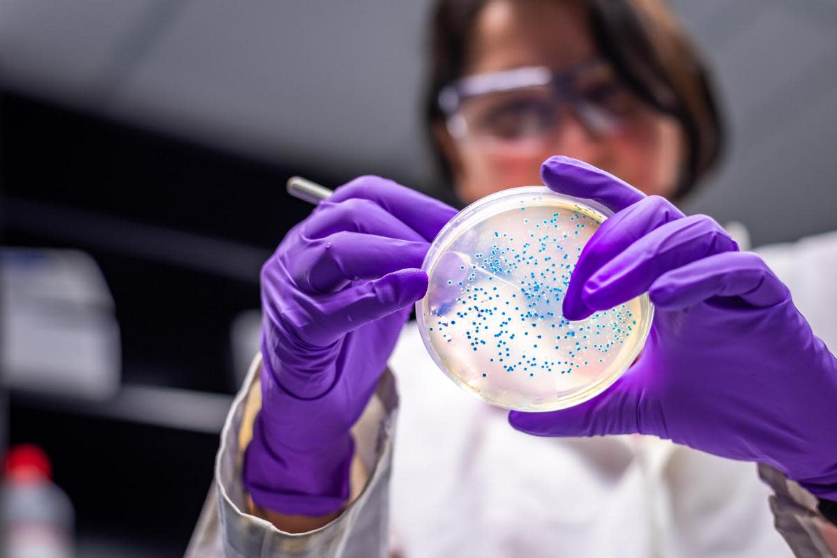 E. coli are a diverse group of bacteria that are normally harmless and live in the intestines of humans and animals. <i>(Image: Getty Images)</i>