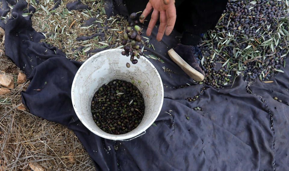 A Palestinian farmer collects olives in an olive grove on the outskirts of the West Bank village of Raba, near the city of Jenin, on Oct. 19, 2019. | Alaa Badarneh—EPA-EFE/Shutterstock