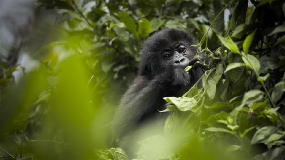 A baby gorilla