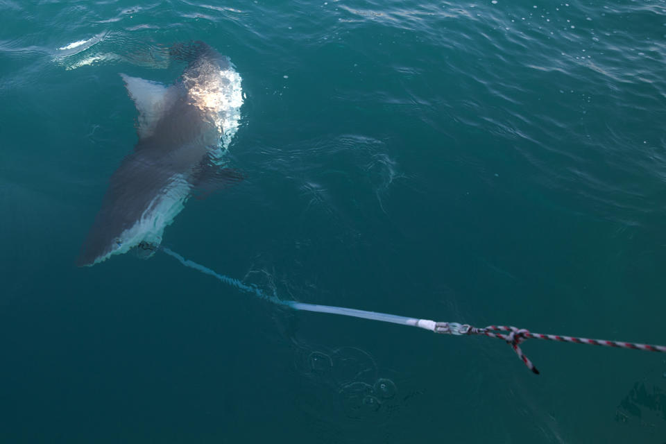 In this Monday, Jan. 21, 2019 photo, a 6 foot (1.8 meter) sandbar shark is caught by researchers from the predator project at the Morris Kahn Marine Research Station established by the University of Haifa in the Mediterranean Sea off the coast of the northern Israeli city of Hadera. A nearby giant power plant may not look like the most natural habitat for sea life. But the hot water gushing from the plant is drawing schools of sharks that are increasingly endangered by overfishing. (AP Photo/Ariel Schalit)