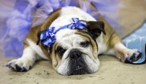 Stella lies during judging at the 35th annual Drake Relays Beautiful Bulldog Contest, Monday, April 21, 2014, in Des Moines, Iowa. The pageant kicks off the Drake Relays festivities at Drake University where a bulldog is the mascot. Stella is owned by Melody Reels, of Winterset, Iowa. (AP Photo/Charlie Neibergall)