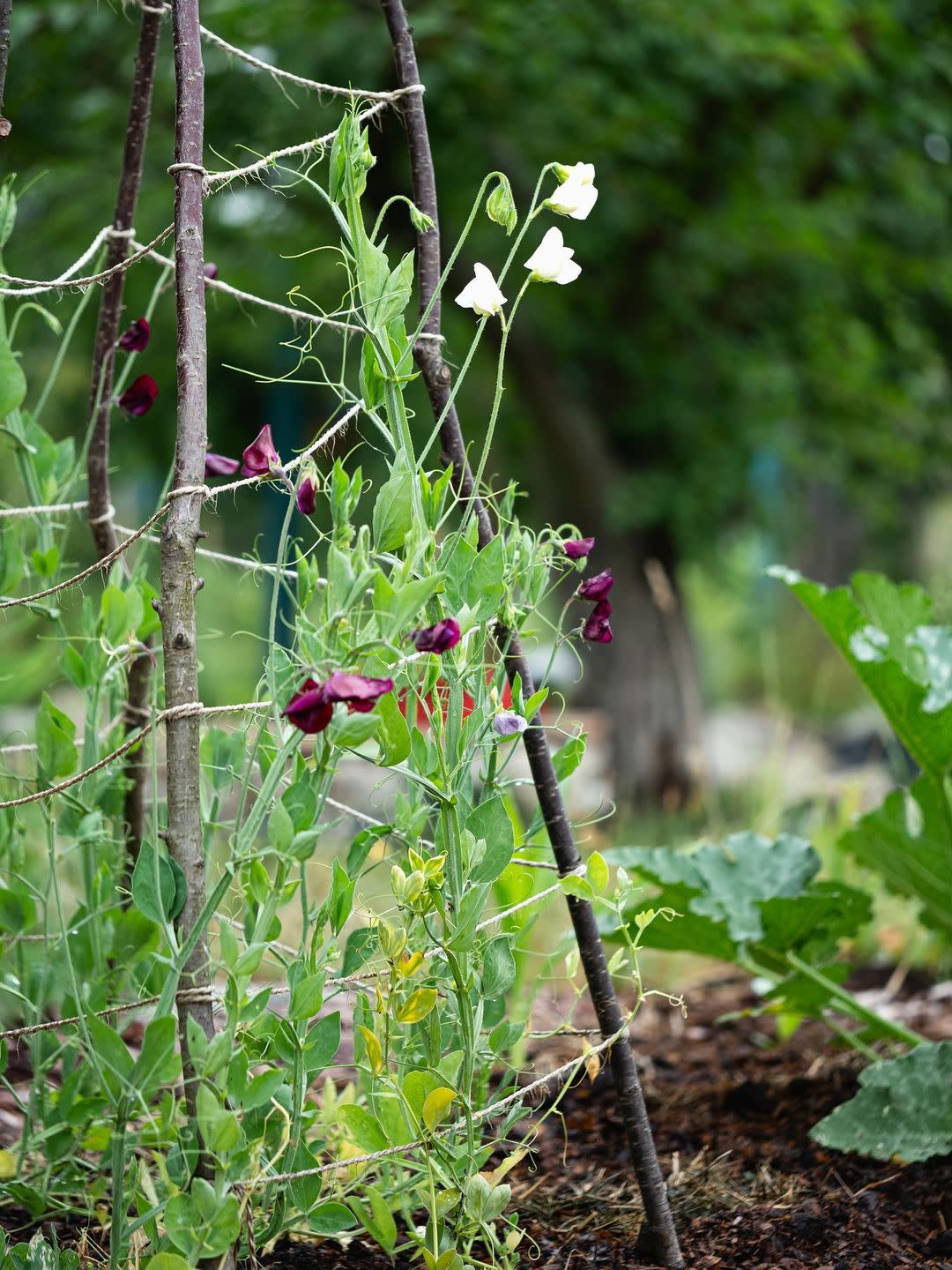 purple sweetpea flowers growing up a rustic teepee trellis of foraged branches and twine