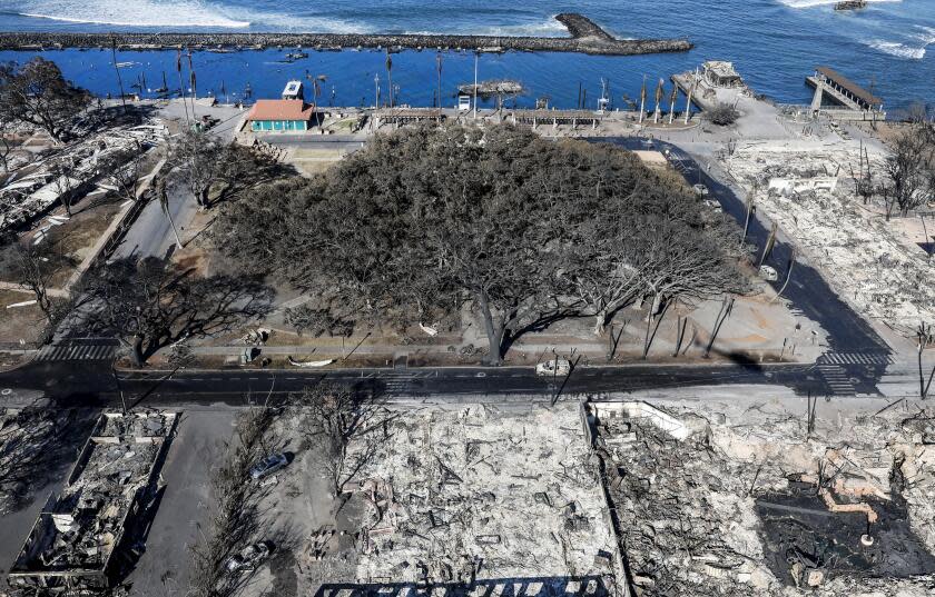 Lahaina, Maui, Thursday, August 11, 2023 - The iconic Banyan tree stands among the rubble of burned buildings days after a catastrophic wildfire swept through the city. (Robert Gauthier/Los Angeles Times)