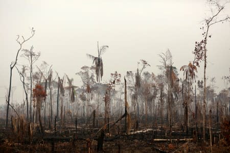 A tract of Amazon jungle is seen after a fire in Boca do Acre