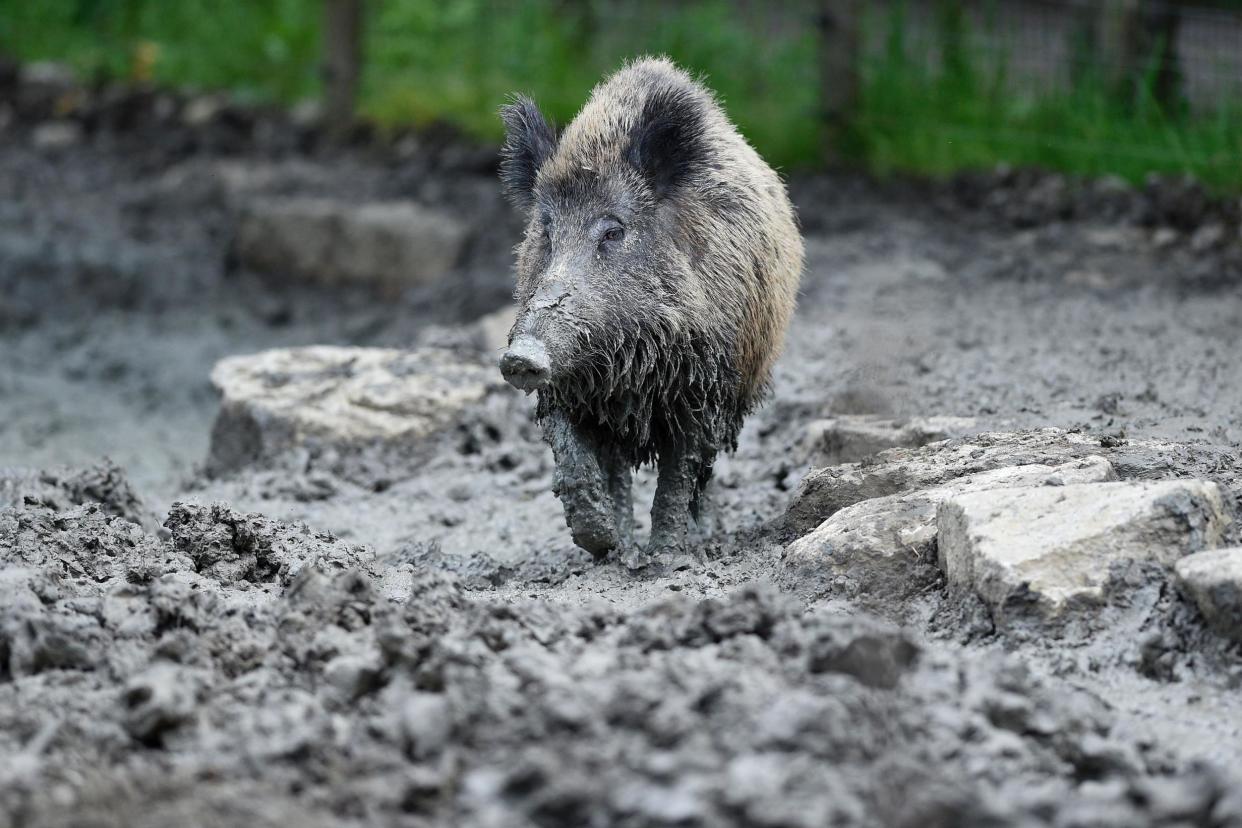 A wild boar chased Britain's Ambassador to Austria while he travelled through woodland in Vienna: AFP/Getty Images