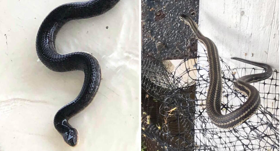 Pictured are some of the snakes spotted in Louisiana floodwaters as Hurricane Barry batters New Orleans. 