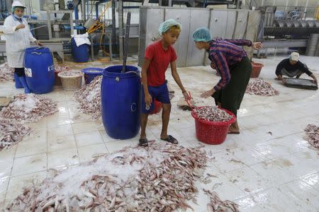 A boy works at a seafood export factory in Hlaingthaya Industrial Zone, outside Yangon, Myanmar February 19, 2016. REUTERS/Soe Zeya Tun