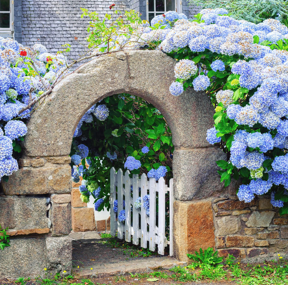 10 Unique Hydrangea Varieties to Diversify Your Garden