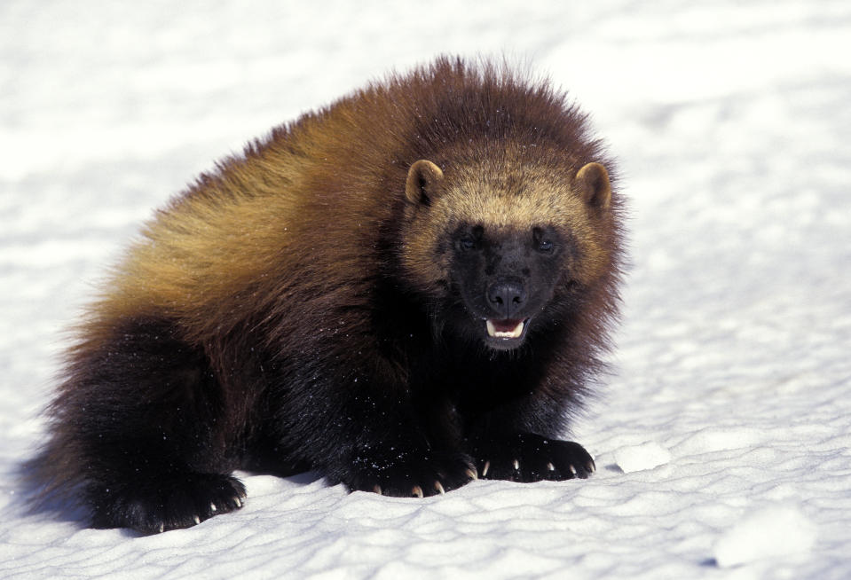 The North American wolverine has been listed as a threatened species under the Endangered Species Act, the U.S. Fish and Wildlife Service said Wednesday.   / Credit: Getty Images/iStockphoto