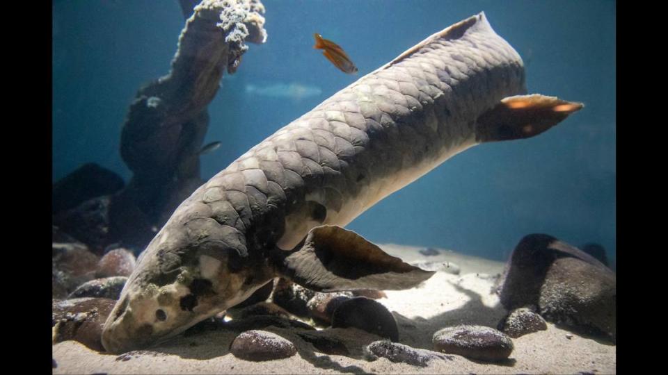 More than her advanced age, though, the museum said Methuselah has garnered fame “for her charming personality and penchant for belly rubs.” 