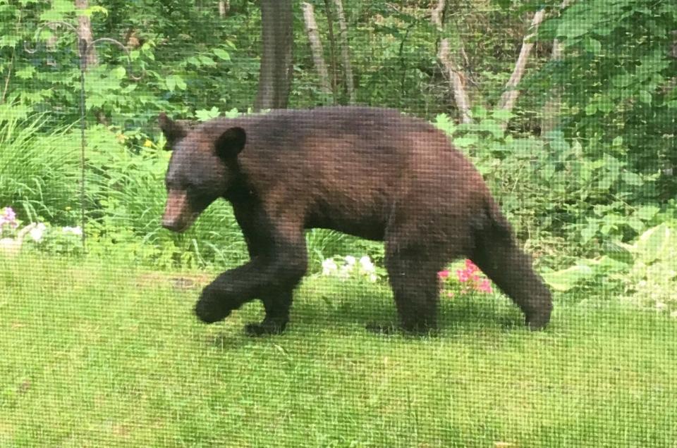 A young black bear walks away from the porch of former Rep. Ann Pugh, D-Chittenden, at Treetop Condominiums off Kennedy Drive in South Burlington on Monday morning, June 17, 2019. Homeowners got an email after several residents reported a black bear in the neighborhood.