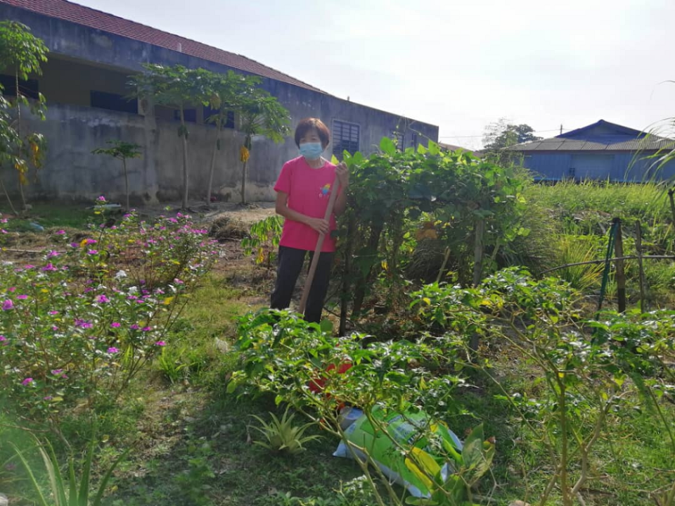 The Perak state government lauded housewife SH Chin’s effort to turn an empty plot of land in front her house into a vegetable farm and now encourages others to follow Chin’s footsteps. — Picture by Sylvia Looi