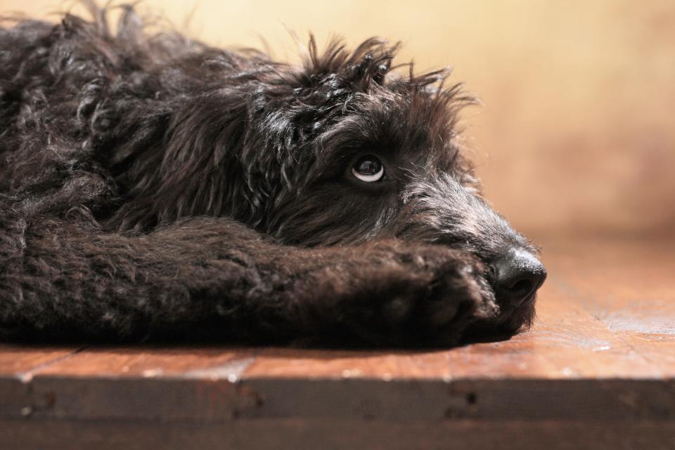 Standard Labradoodle dog puppy shutterstock_470939075