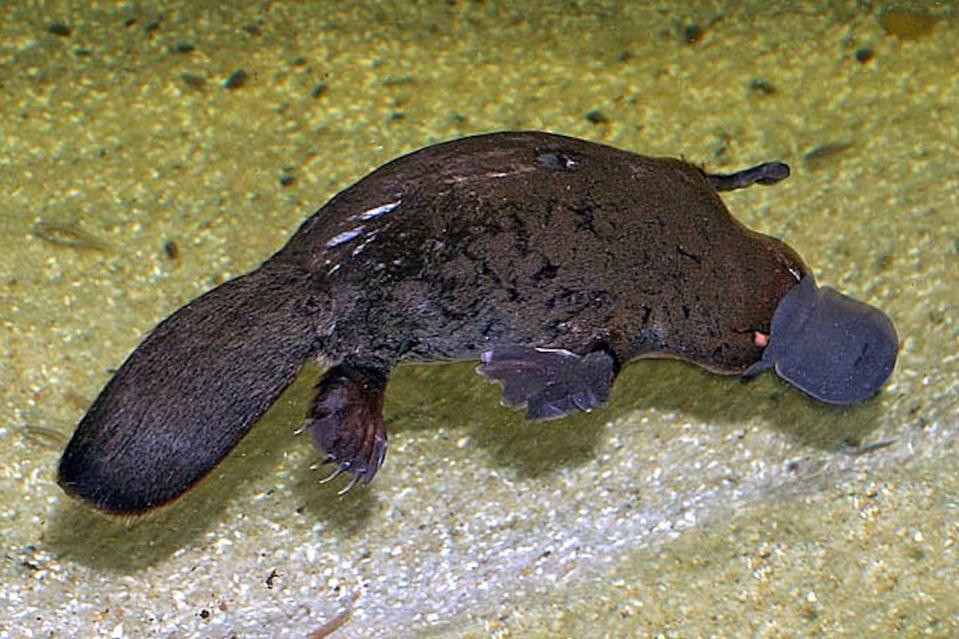 A platypus that is approximately 1/18th of the size of Asteroid 2023 FH7. <a href="https://en.wikipedia.org/wiki/Platypus#/media/File:Platypus.jpg" rel="nofollow noopener" target="_blank" data-ylk="slk:Stefan Kraft / Wikimedia;elm:context_link;itc:0;sec:content-canvas" class="link ">Stefan Kraft / Wikimedia</a>, <a href="http://creativecommons.org/licenses/by-sa/4.0/" rel="nofollow noopener" target="_blank" data-ylk="slk:CC BY-SA;elm:context_link;itc:0;sec:content-canvas" class="link ">CC BY-SA</a>