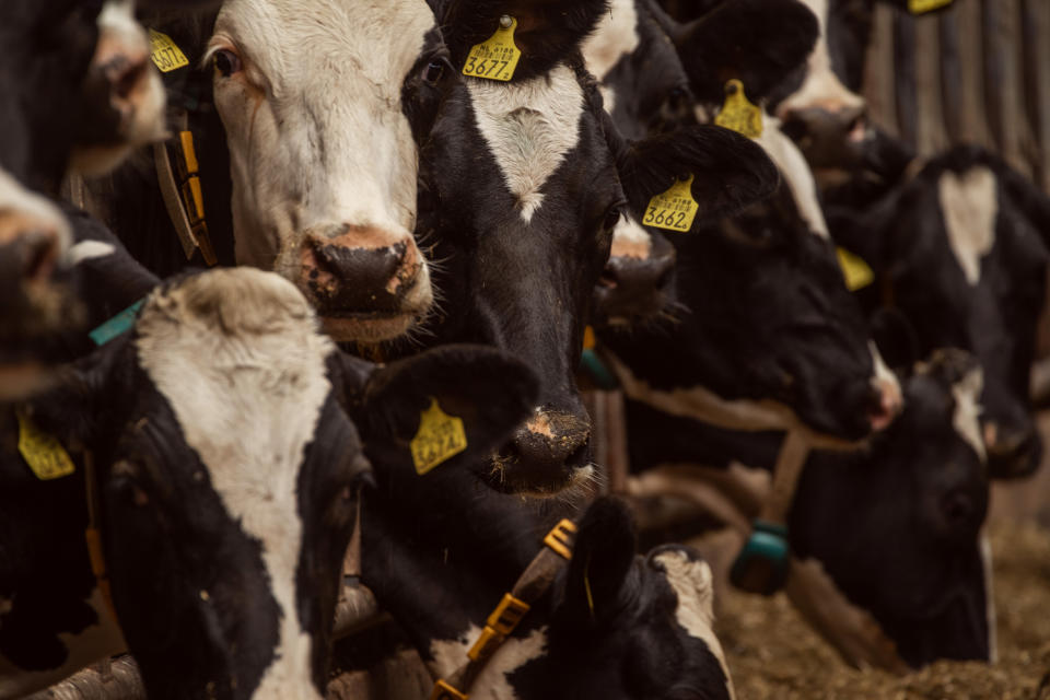 Dairy cows at a farm in the village of Oldetrijne in Friesland, a northern province of the Netherlands. (Alexey Yurenev for NBC News)