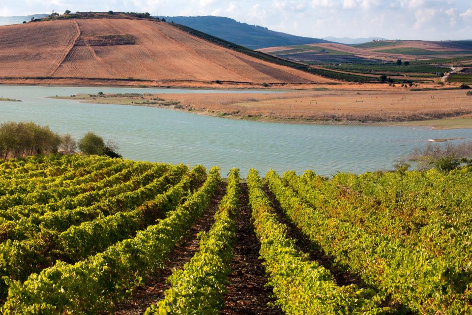 In Sambuca di Sicilia werden seltene Rebsorten angebaut, aber auch fremde Sorten wurden kürzlich erst gepflanzt. (Bild: Getty Images)