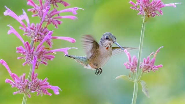 Hummingbird spring migration is underway. Last year, bird watchers reported seeing the tiny creatures in Ohio as early as April 12.