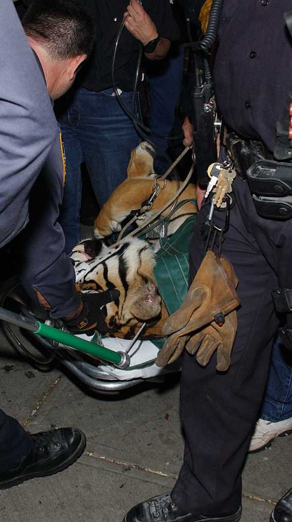 Police remove tiger from the Drew Hamilton Houses on Adam Clayton Powell Blvd and W. 141st. St. in Harlem that had been kept in a resident’s apartment. Helayne Seidman