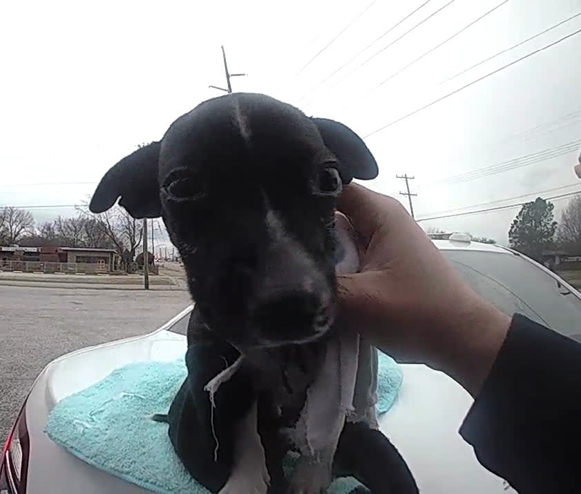 The officer was able to catch the puppy,  who was taken to a shelter. Source: Facebook/Tulsa Police Department